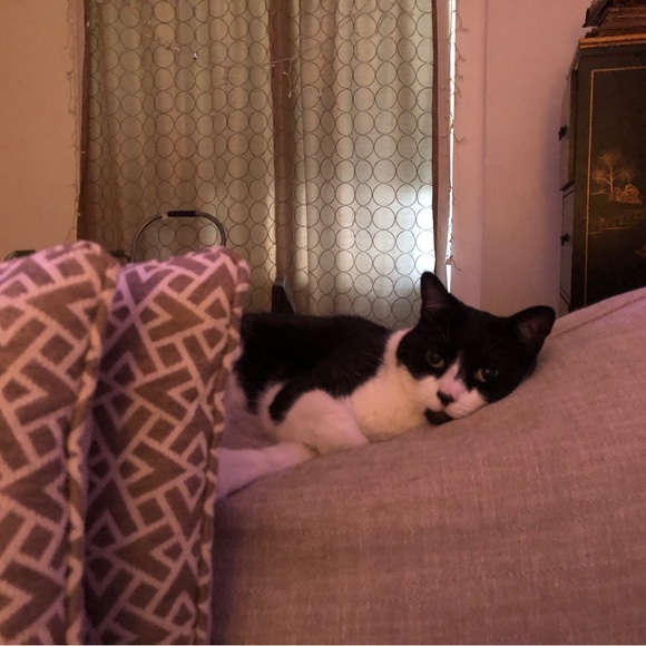 ZORRO SAYS “RELAX” - Picture 15 of 16